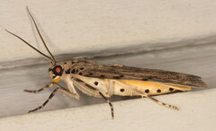 Sommeria meridionalis