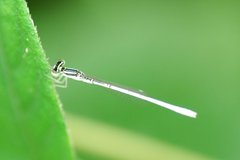 Agriocnemis lacteola