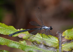 Austroargiolestes elke