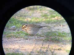Emberiza chrysophrys