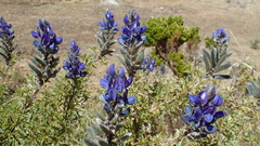 Lupinus altimontanus