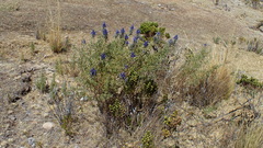 Lupinus altimontanus