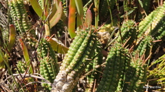 Euphorbia mammillaris