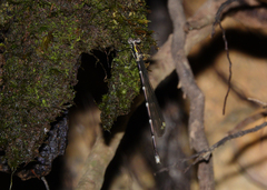 Episynlestes intermedius