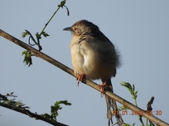 Prinia sylvatica