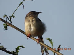 Prinia sylvatica