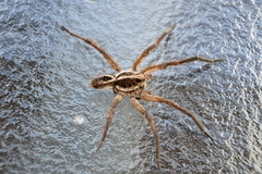 Tasmanicosa kochorum
