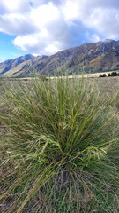 Chionochloa rigida rigida