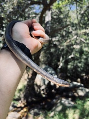 Lycodonomorphus rufulus