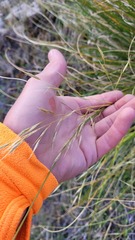 Chionochloa rigida rigida