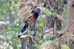 Dendrocitta vagabunda