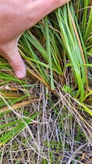 Chionochloa rigida rigida