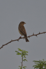Emberiza bruniceps