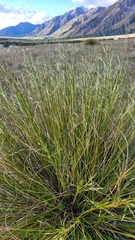 Chionochloa rigida rigida