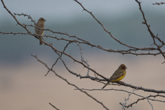 Emberiza bruniceps