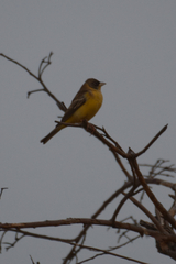 Emberiza melanocephala