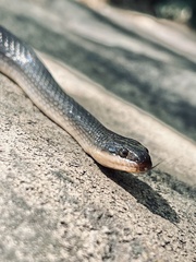 Lycodonomorphus rufulus