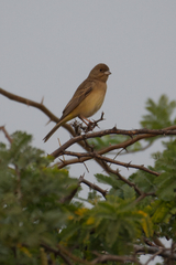Emberiza bruniceps