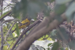 Oriolus xanthornus
