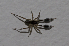 Cycloctenidae