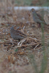 Ortygornis pondicerianus