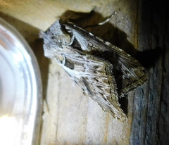 Agrotis vestigialis