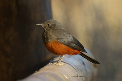 Thamnolaea cinnamomeiventris