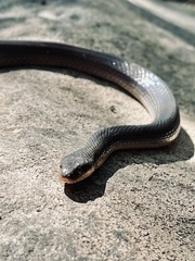 Lycodonomorphus rufulus