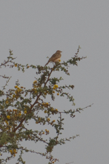 Mirafra erythroptera