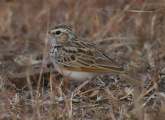 Mirafra erythroptera