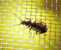 Polistichus connexus