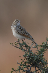 Mirafra erythroptera