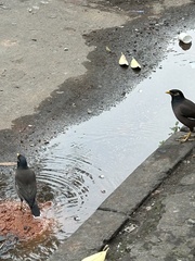 Acridotheres tristis