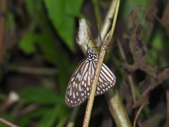 Ideopsis vulgaris