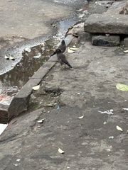Acridotheres tristis