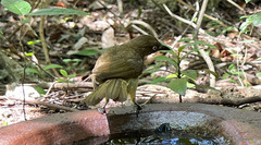 Andropadus importunus