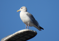 Larus argentatus