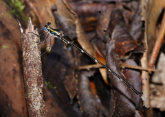 Episynlestes intermedius