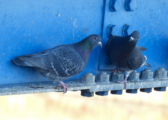 Columba livia domestica