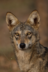 Canis lupus pallipes