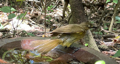 Andropadus importunus