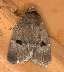 Plecoptera resistens