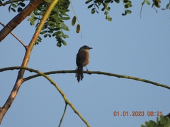 Prinia socialis