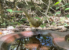 Andropadus importunus