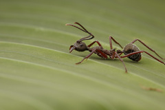 Dolichoderus attelaboides