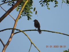 Prinia socialis
