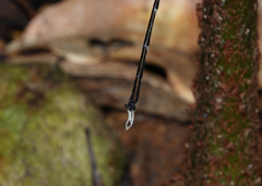 Episynlestes intermedius