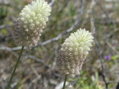 Ptilotus macrocephalus