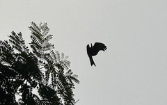 Milvus migrans