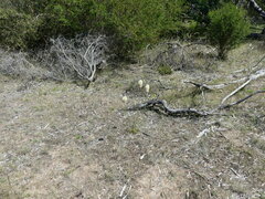 Ptilotus macrocephalus